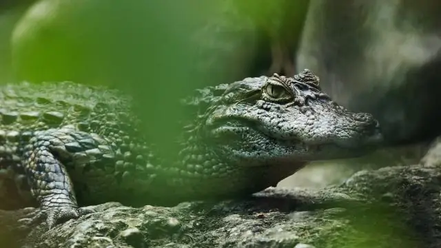 Изменение температуры помогает выращиванию кукурузы в США - пока: исследования связывают повышение температуры и локальное похолодание с увеличением производства кукурузы