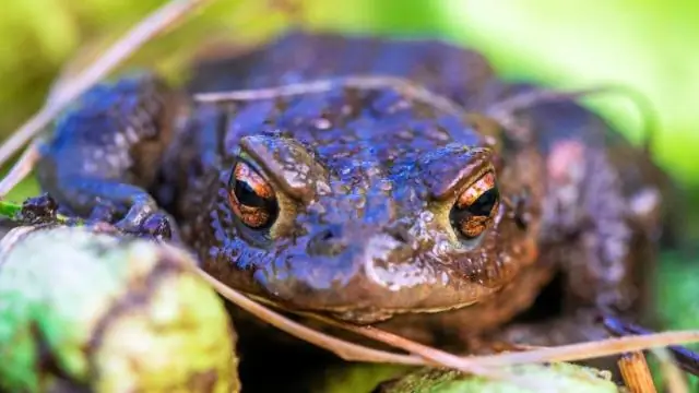 Биореактор помогает лягушкам регенерировать ноги