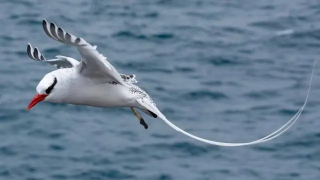 Амброзия может расширить свой ареал на север из-за изменения климата: прогнозная модель предполагает всплеск сорняков