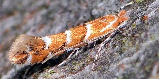 Загрязнение в городах наносит ущерб насекомым и экосистемам