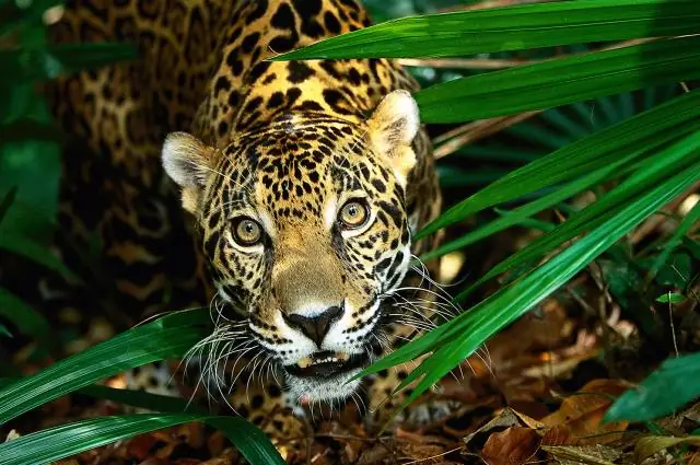 Прибрежные леса хранят тонны углерода