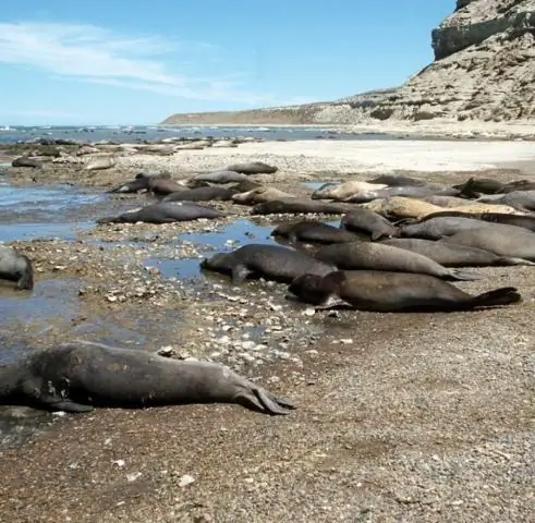 Арктический морской лед: моделирование или наблюдение
