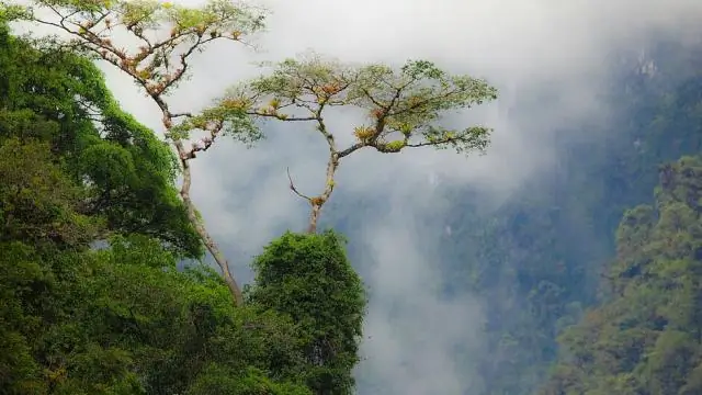 Тропические деревья в Андах растут – навстречу вымиранию