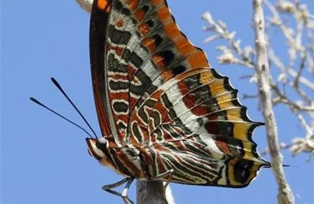 Эволюция животного мира на островах во времени