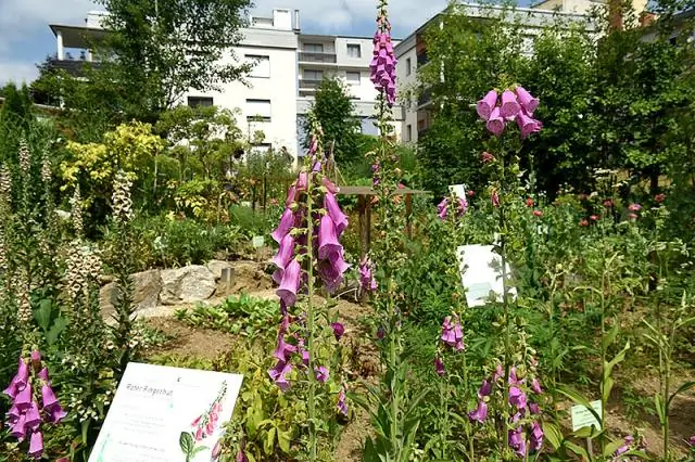 Симбиоз как фактор разнообразия трюфелей: результаты сравнительного анализа пяти видов грибов, образующих трюфели