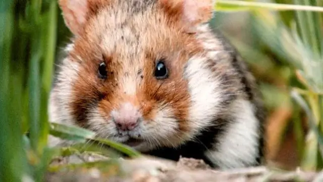 Популяция редких каменных овец на 20% меньше, чем считалось ранее