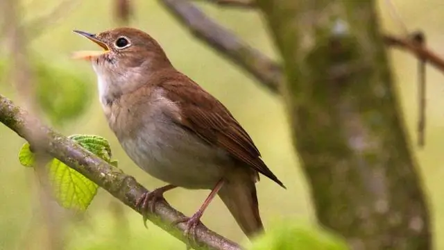 Певчие птицы установили рекорд дальней миграции