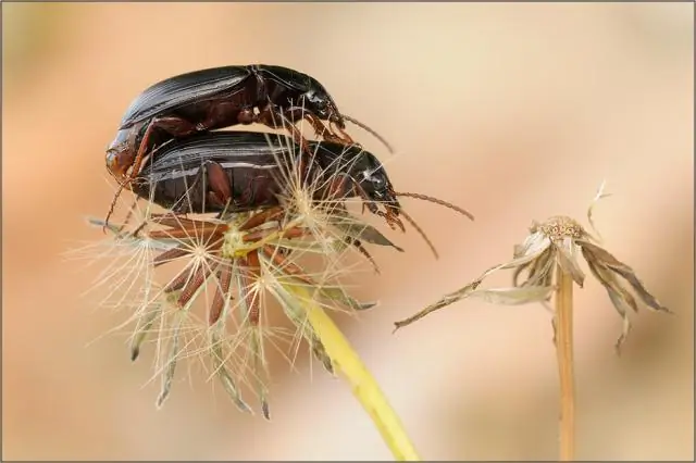 Хвост магнитосферы Земли: первые в истории виды неуловимого энергетического взрыва