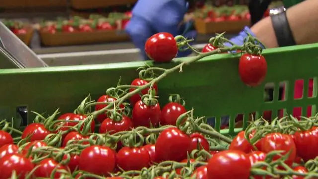 Общественное выращивание дает мышам конкурентное преимущество