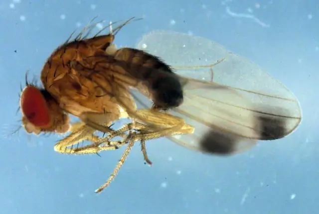 Блеклые полосы в Юго-Восточной Азии: первый взгляд на экологию кролика, находящегося под угрозой исчезновения