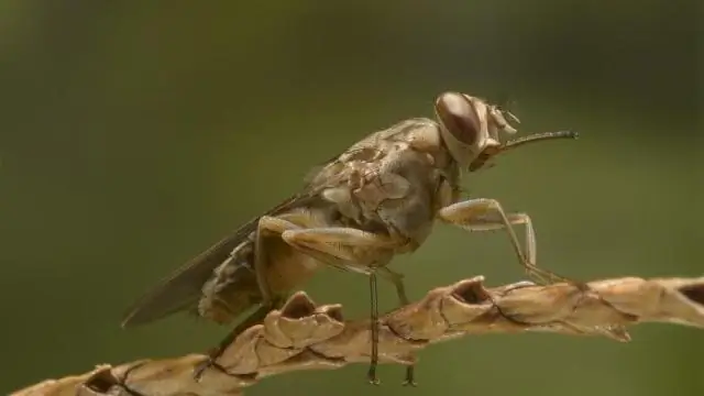 Секреты паразита, вызывающего африканскую сонную болезнь