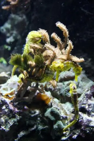 Рыбы тоже могут проводить детоксикацию, но не так хорошо, когда речь идет о ртути: долгоживущие желтоглазые морские рыбы испытывают трудности с детоксикацией ртути в чувствительных клетках печени