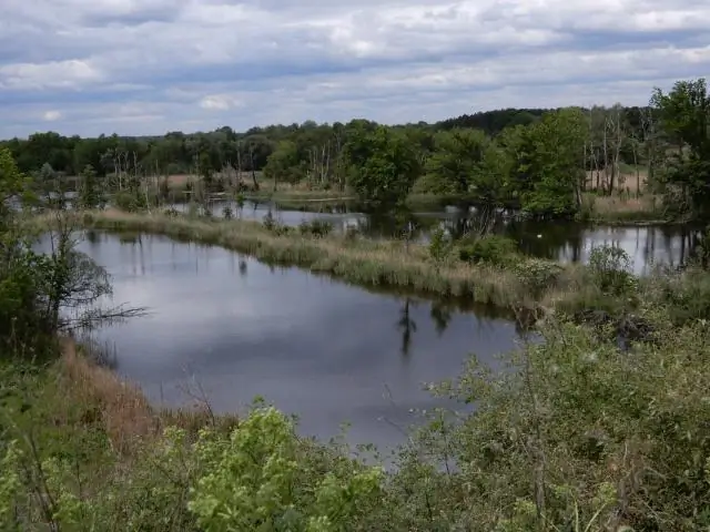 Транспортный шум раздражает лягушек, но некоторые из них приспособились