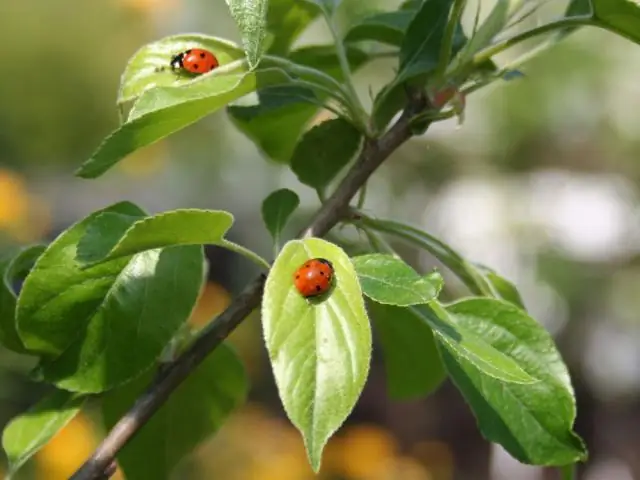Улитки становятся рискованными, когда голодны