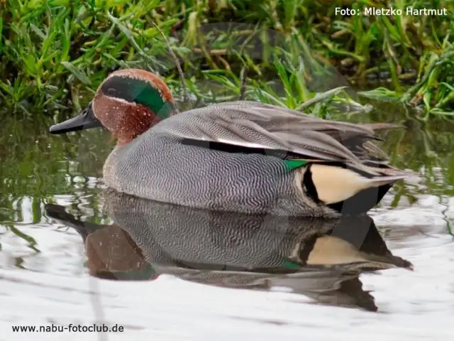 Как летающие пчелы совершают идеальные повороты?
