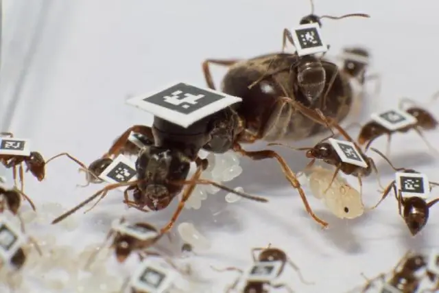 Для муравьев единство - это сила и здоровье: социальные сети муравьев тормозят распространение болезней - исследование, опубликованное в журнале Science