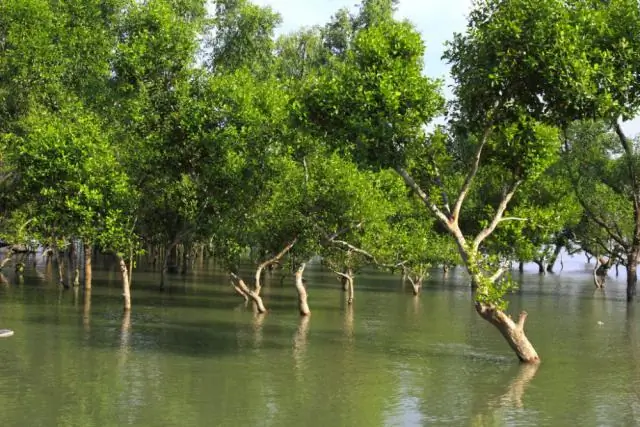 Совместные локальные и глобальные действия могут уменьшить воздействие изменений на морскую среду