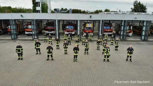 Усилие проясняет главную ветвь древа жизни насекомых