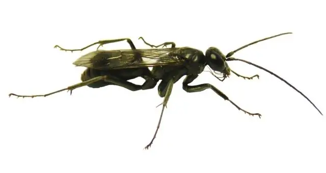 Недавно обнаруженная оса превращает социальных пауков в зомби