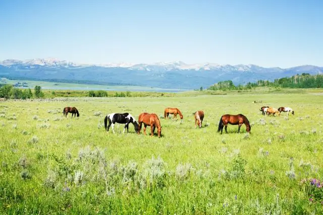 Метаболическая устойчивость Waterhemp к топрамезону