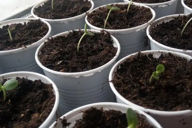 Как водяные блохи обнаруживают хищников