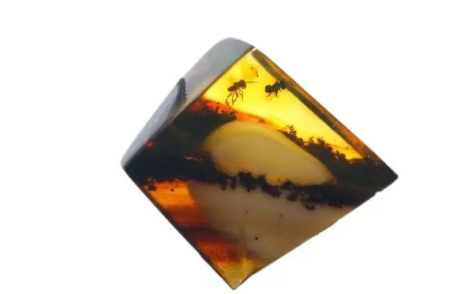 Кровососущие мухи разносят малярию вот уже 100 миллионов лет