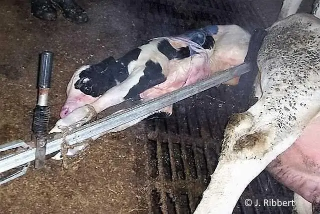 Первый теленок родился после прорыва в области эмбрионов ЭКО