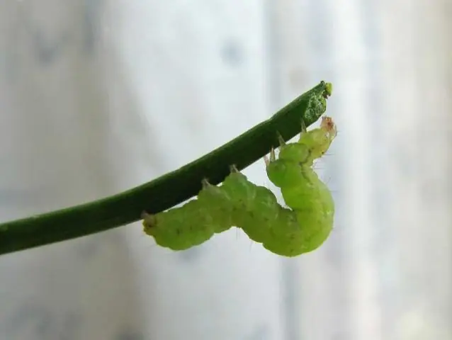 Хищники заводят отношения Немо с маловероятным другом