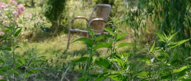 Секрет лучших ягод? Дикие пчелы: первое исследование влияния диких пчел на размер и качество черники