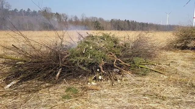 Пожары способствовали распространению пастбищ на древней Земле