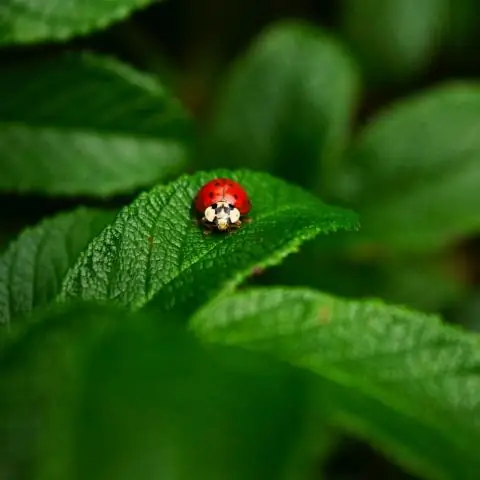 Почему некоторые растения живут быстро и умирают молодыми?