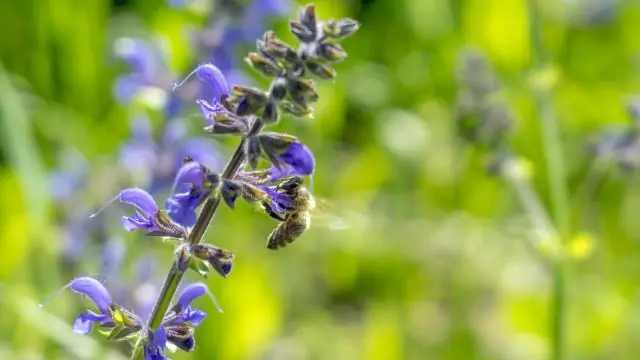 Скрытое биоразнообразие: 22 новых вида мотыльков со всей Европы