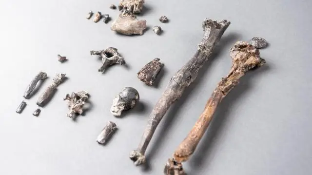 Самый старый из известных предков современных приматов, возможно, происходил из Северной Америки, а не из Азии