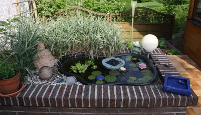 Понимание плавающих рыб может привести к прогрессу в робототехнике