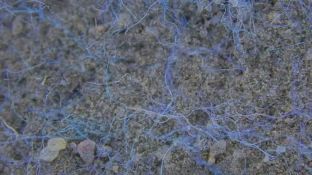 Миллиарды нанопластика накапливаются в морских организмах за шесть часов