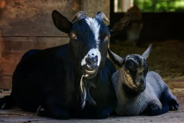 Солевой зоопланктон растет слишком медленно, чтобы блокировать вызванное солью цветение водорослей