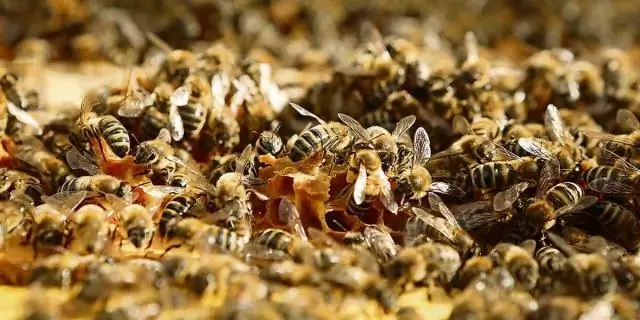 Подумайте о пчелах, говорят исследователи, поскольку национальный памятник Grand-Staircase Escalante сокращается: первоначальные границы памятника являются горячей точкой биоразнообразия опылителей