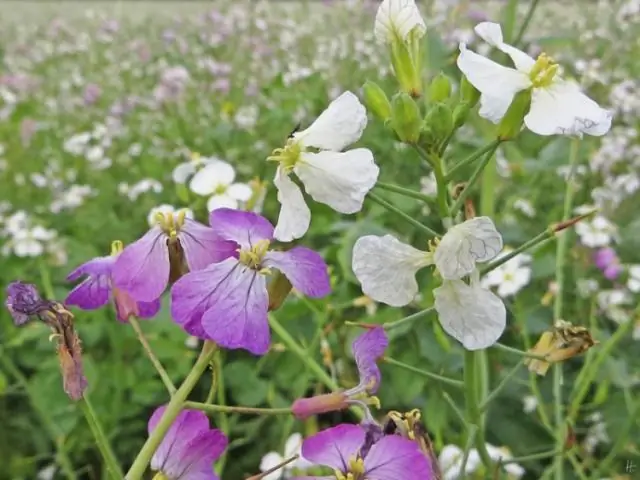 Загадка о предпочтениях в питании улиток и слизней решена