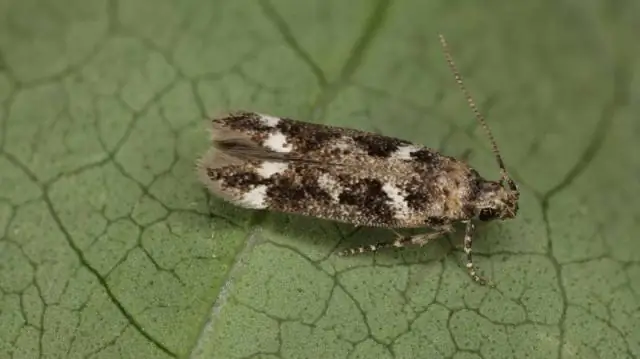 Новая бабочка названа в честь первооткрывателя-энтомолога XVII века Марии Сибиллы Мериан