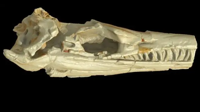 Эволюция внутреннего уха: идеи бесчелюстных рыб