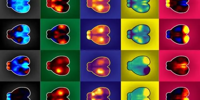 Визуализация всего мозга мышей во время поведения: функциональная ультразвуковая визуализация имеет многообещающее применение для лечения офтальмологических, неврологических и психиатрических заболева
