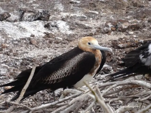 Акробатические гекконы, обладающие высокой маневренностью на суше и в воздухе, также могут участвовать в гонках на воде: гекконы сочетают поверхностное натяжение с хлопаньем ногой, чтобы оставаться на
