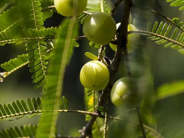 Природное соединение 2HF лечит инфекции, вызванные лейшманиозом, показало исследование