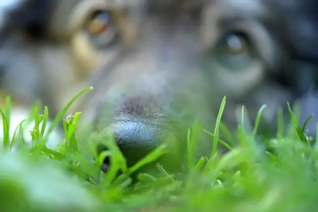 Инвазивные виды и утрата среды обитания – наша самая большая угроза биоразнообразию