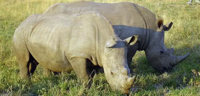 Оплодотворение океана необычными микробами распространяется на холодные воды Северного Ледовитого океана