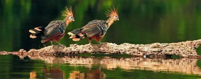 Летучие мыши, борющиеся с вредителями, могут помочь спасти тропические леса