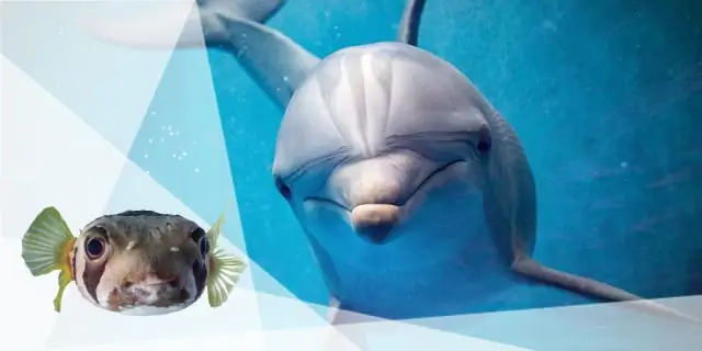 Как кошачья мята производит химическое вещество, от которого кошки сходят с ума