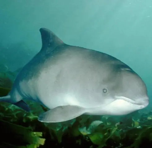 «Подслушивание» брачных криков груперов - ключ к выживанию: новый метод идентификации груперов по их звукам