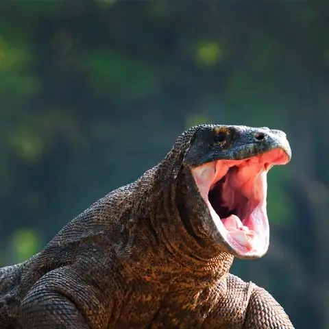 Потоки, которые помогают бактериям питаться и организовывать биопленки