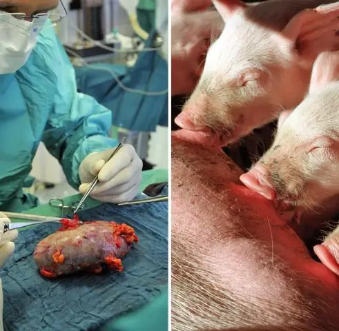 Генно-модифицированные свиньи устойчивы к заражению вирусом классической чумы свиней